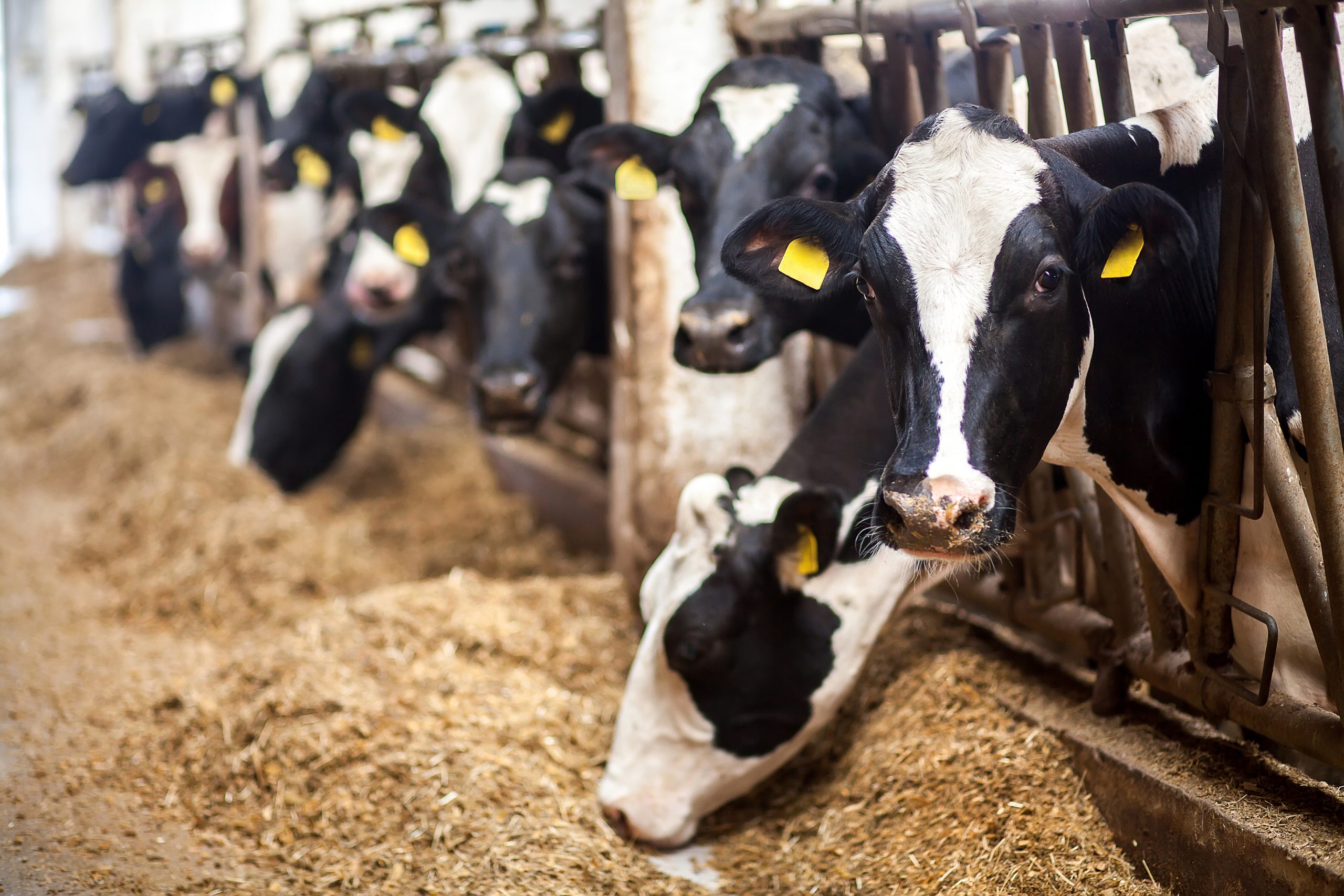 Animal & Crop Insurance